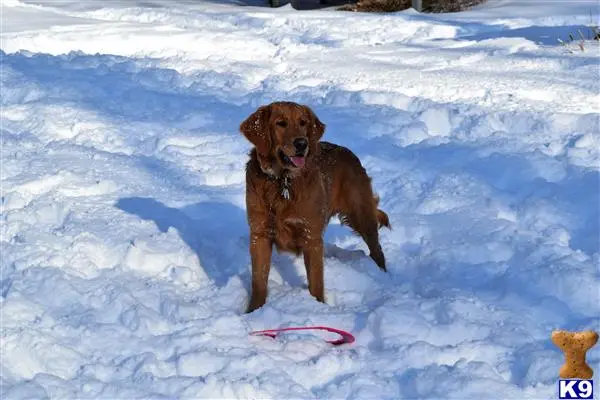 Golden Retriever stud dog